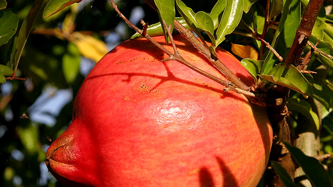 Rodii din Turcia cu reziduuri de pesticide retrase de pe piaţă