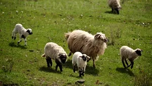 Carnea de miel, mai scumpă faţă de anul trecut. Ce preţuri are carnea tradiţională de Paşte în ţară