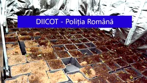 Traficanţi de droguri, prinşi când aruncau sute de plante de cannabis în Dunăre. Pepinieră descoperită într-un imobil FOTO