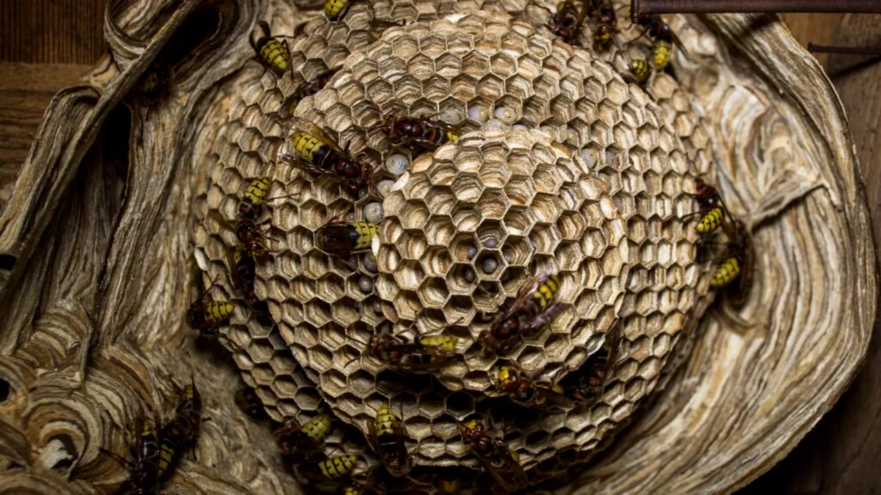 O familie din Italia a fost invadată de viespi. În coșul de fum se ascundea un cuib uriaș, cu 4.000 de insecte