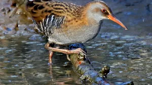 O pasăre considerată dispărută, timp de patru decenii, a reapărut în sălbăticie