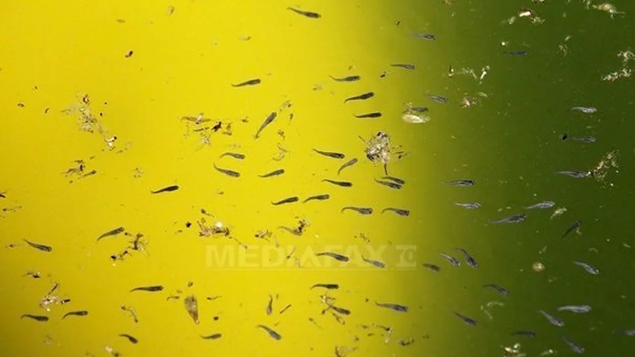 Virusul West Nile a provocat moartea a 17 persoane în Texas. Dallas a declanşat starea de urgenţă sanitară