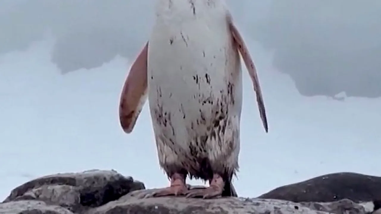 Pinguin alb rar filmat în Antarctica