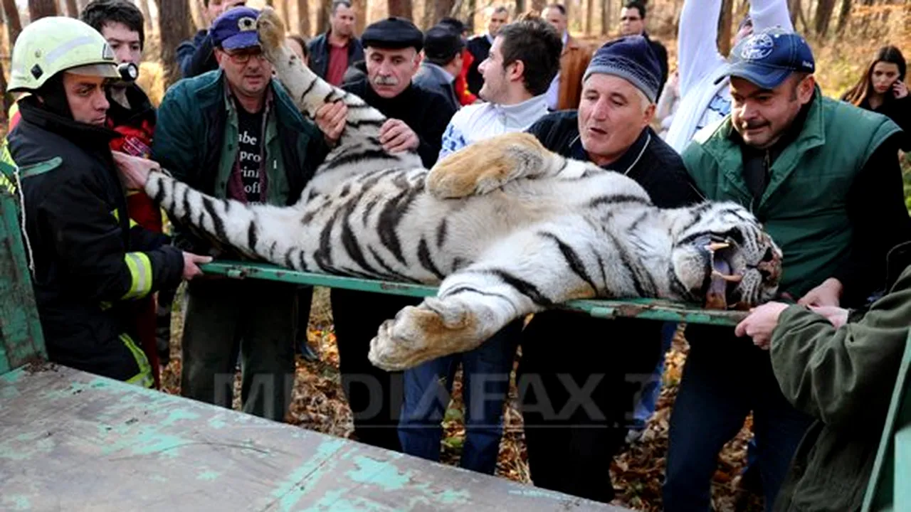 Craniul şi inima tigrului împuşcat la Sibiu, analizate de studenţii Universităţii 