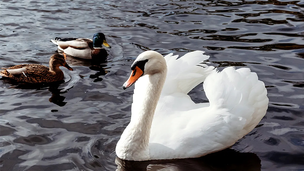 Elveția extinde măsurile împotriva gripei aviare. Virusul circulă în toată Europa