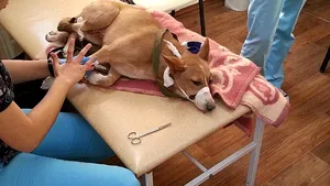 Căţelul resuscitat de pompierul argeşean a murit: 