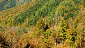 Protest al silvicultorilor, la Bucureşti