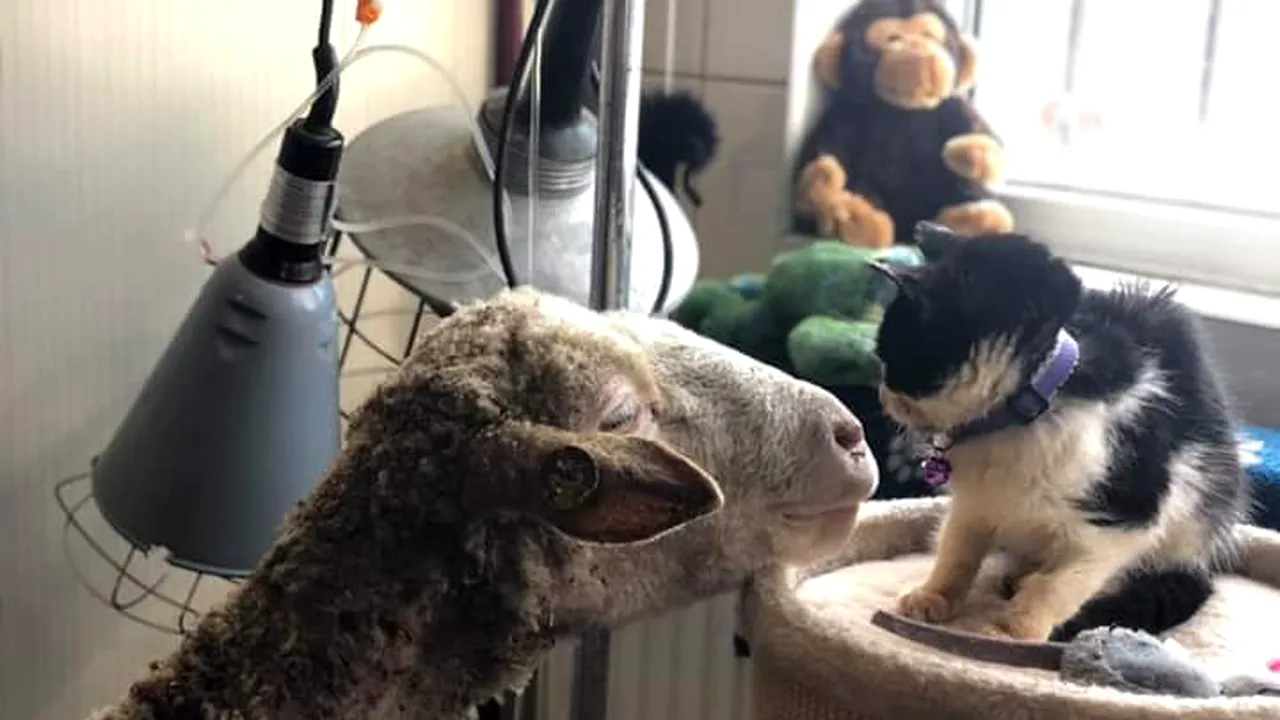 Prieteni neobişnuiţi: Veterinarii, uimiţi de relaţia dintre un motan şi o oaie, la Spitalul Animalelor Orfane din Galaţi | FOTO, VIDEO