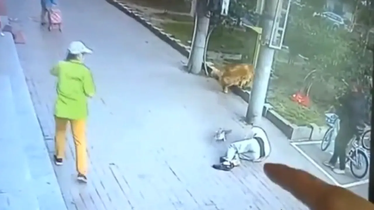 Un bărbat a rămas inconştient după ce o pisică i-a căzut în cap, de la etaj