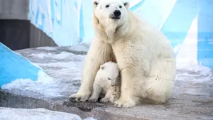 Premieră în Europa. Un urs polar a fost depistat cu gripă aviară