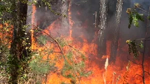 Incendiu de vegetaţie lângă staţia de captare a apei din oraşul Azuga