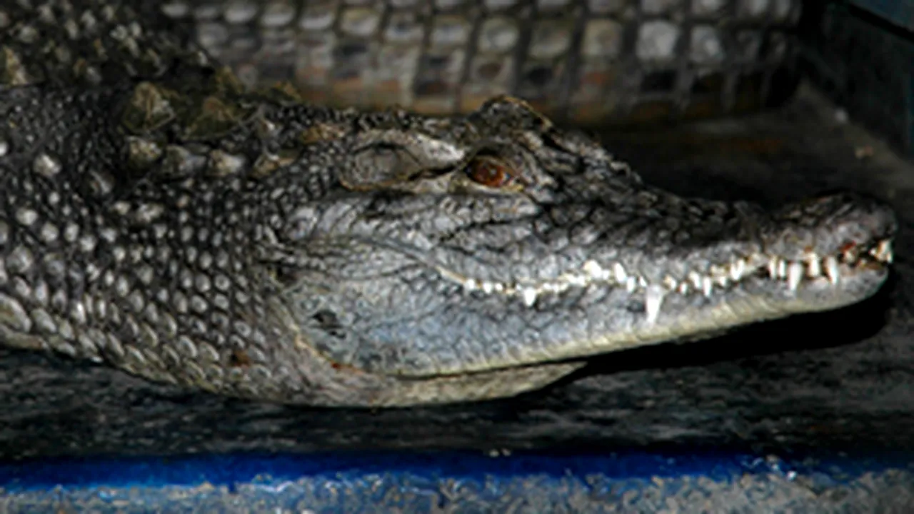 Un pui de crocodil fugit de la circ, prins în Marea de Azov