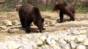 Sibiu: Bărbat la spital după ce a fost rănit de un urs