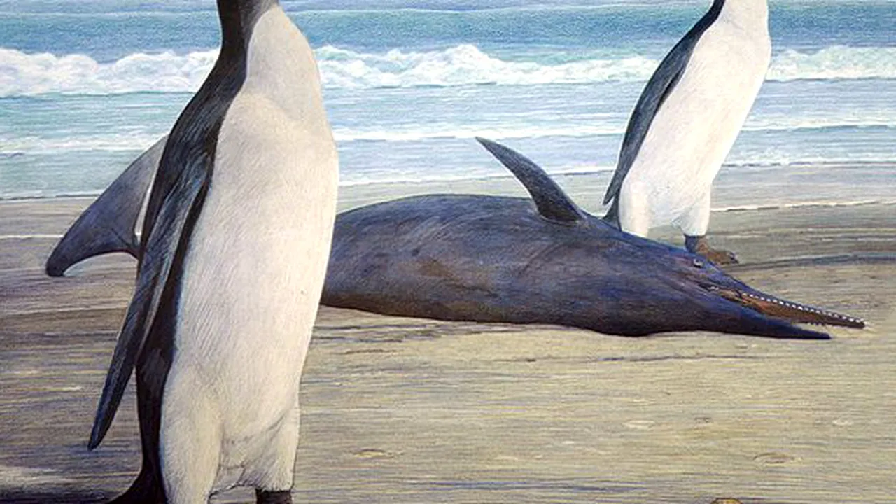 Scheletul unui pinguin uriaş, vechi de 24-27 milioane de ani, descoperit în Noua-Zeelandă - VIDEO