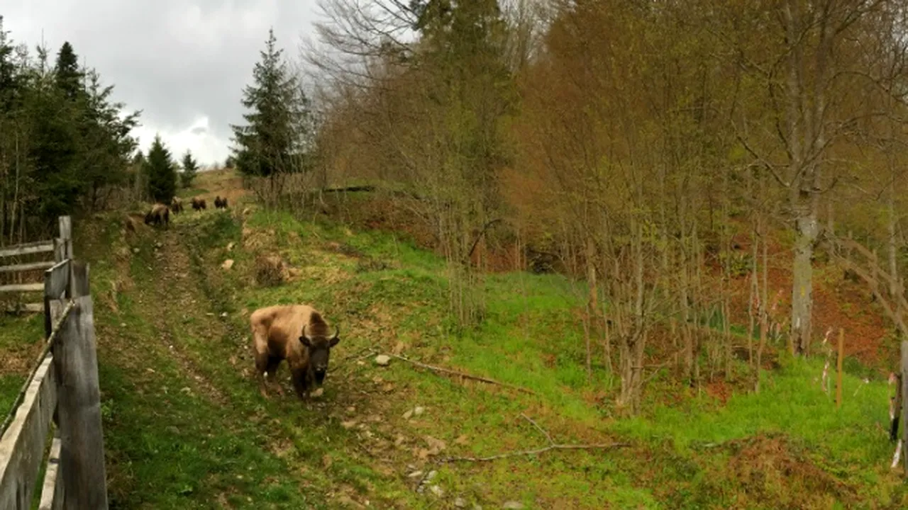 FOTO Nouă zimbri dintr-o rezervaţie din Suedia au fost aduşi în Munţii Ţarcu