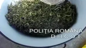 Arad: 600 de grame de cannabis, confiscate de la doi tineri