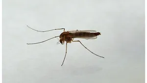 Virusul West Nile în România: 13 cazuri de infecție, cei mai afectați sunt vârstnicii