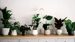 O echipă de cercetători spanioli a creat plante „sentinelă” care își schimbă culoarea atunci când detectează un virus