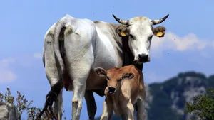 Fermierii din sectorul laptelui pot depune cerere de ajutor financiar de 240-2900 euro pe beneficiar