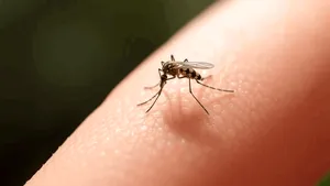 Greșeala pe care aproape toți o fac după o înțepătură de țânțar. Medicii spun că agravează mâncărimea