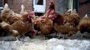 Sute de ferme, închise în Germania din cauza riscului de contaminare cu dioxină