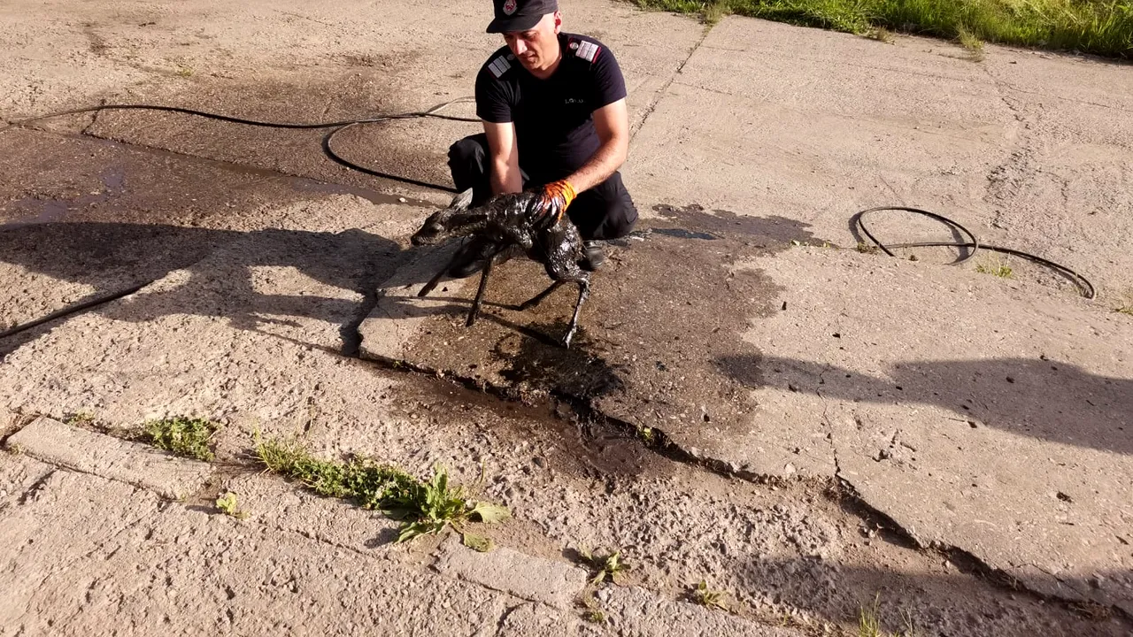 FOTO Misiunea „Bambi”. Un pui de căprioară a fost salvat de pompieri după ce a căzut într-un bazin cu ulei