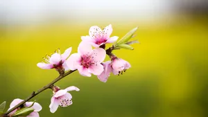 Duminica Floriilor, vestitoarea Paştelui – semnificaţie, tradiţii şi obiceiuri