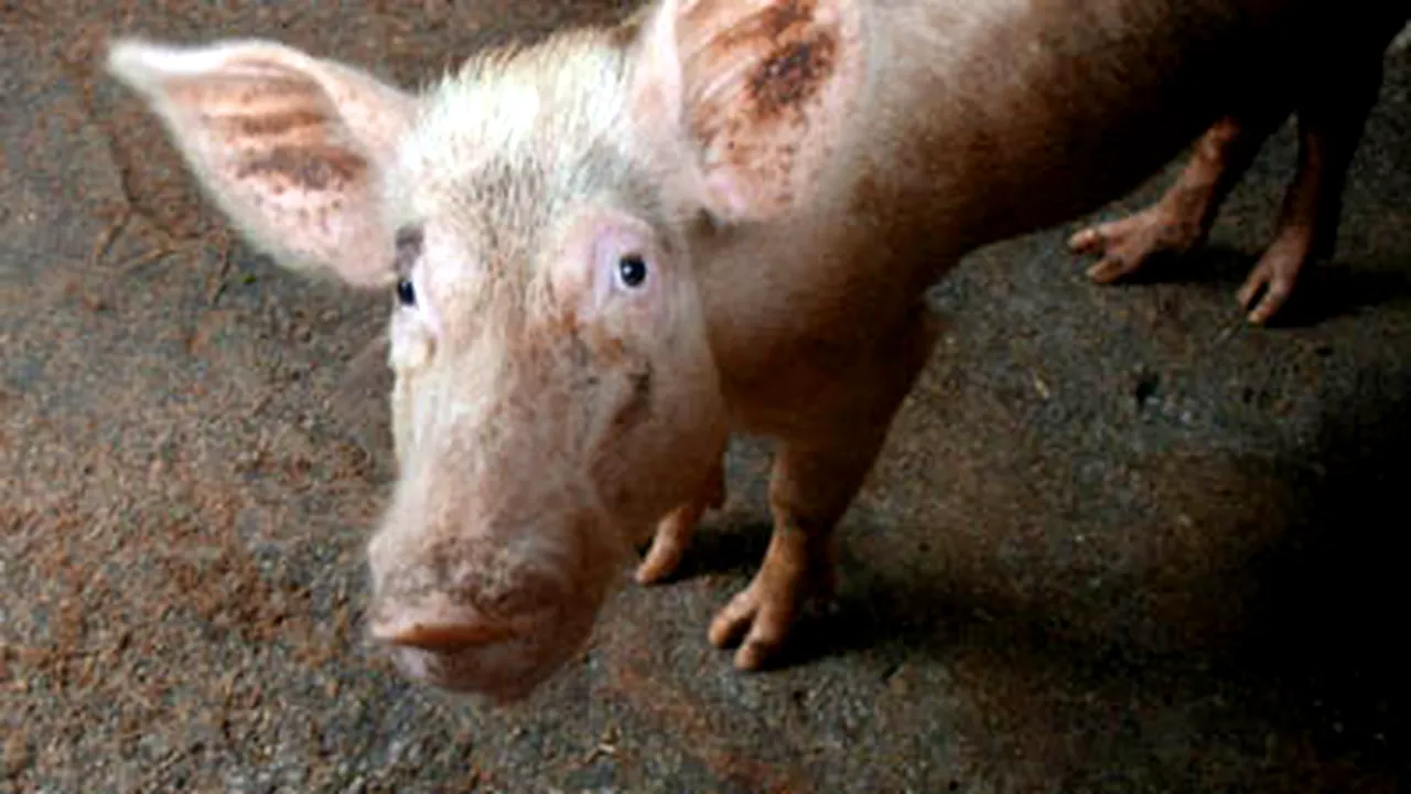 Singurul porc din Afghanistan, în carantină, din cauza gripei porcine