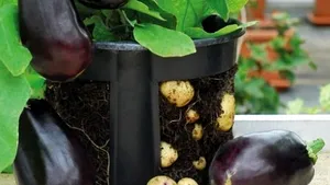  Un agricultor din România a obţinut o plantă care produce, în acelaşi timp, şi cartofi şi vinete 