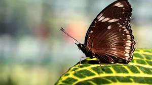 Schimbările climatice ameninţă fluturii din Grecia. Sursele de hrană, aproape inexistente