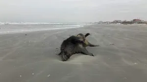 Cadavre de porci mistreţi, descoperite pe o plajă din nordul staţiunii Mamaia - FOTO, VIDEO