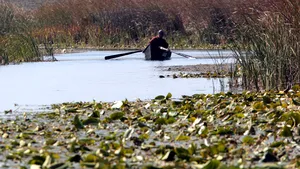 Pregătiri pentru sezonul turistic în Delta Dunării. Canalele navigabile, curăţate de sălcii prăbuşite