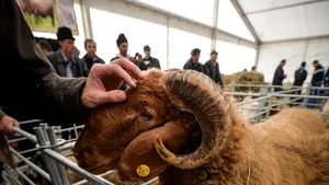 GALERIE FOTO Mircea, un berbec de 120 de kilograme, prima rumegătoare căreia i s-a făcut hemodializă în România