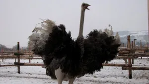 „Ograda cu struţi”, afacere cu profit de 100.000 de euro anual, pornită la Sebeş cu banii din nuntă