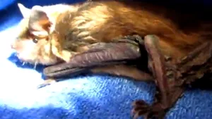 Sute de noi specii de mamifere, încă nedescoperite. Cunoaştem doar circa 10% din speciile de pe Pământ 