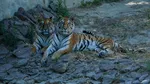 Studiu. Prezența turiștilor modifică comportamentul animalelor sălbatice din parcurile naționale