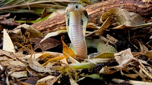 Şerpii ar putea fi cauza focarului de infecţie din Wuhan. Ce au descoperit specialiştii despre noul coronavirus