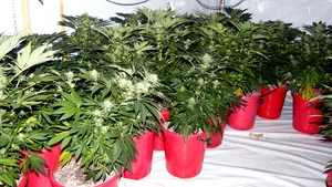 Cultură de canabis în judeţul Mureş. Şapte persoane reţinute în urma unor percheziţii - FOTO