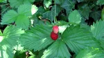 Nu sunt hosta și nici begonii. Planta care crește în locurile unde altele nu rezistă