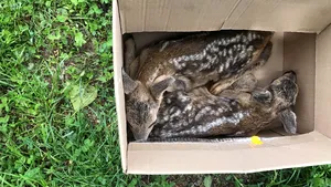 FOTO Vâlcea: Doi pui de căprioară, rătăciţi, au fost duşi în pădure, la mama lor, de doi poliţişti 