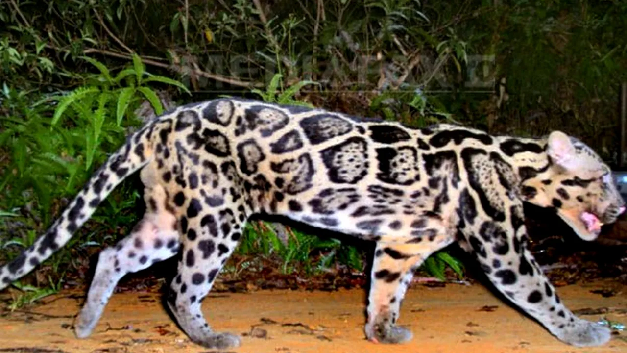 Teroare într-un district din India din cauza leoparzilor. Şapte persoane au murit