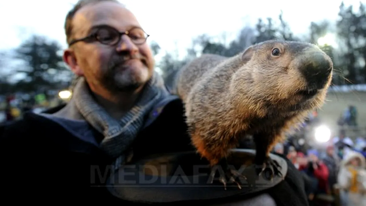 Marmota Phil ar putea fi arestată
