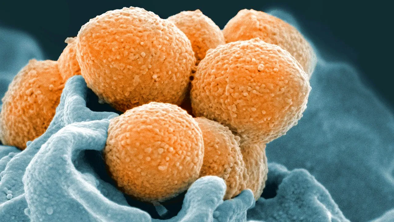 O bacterie rară care poate provoca moartea în 48 de ore se răspândeşte în Japonia