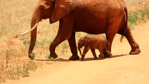 Speranță pentru puii de elefant: Virusul care-i ucide într-o singură zi poate fi oprit