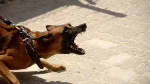 Bărbat din Capitală dus la spital, după ce câinele său, speriat de petarde, l-a atacat. Ce s-a întâmplat cu animalul