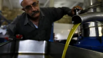 ECONOMIC Surpiză. Se schimbă harta uleiului de măsline: O țară nord-africană e pe cale să depășească Italia