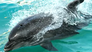 Mark, vedeta Delfinariului, a murit după 23 de ani de captivitate - VIDEO