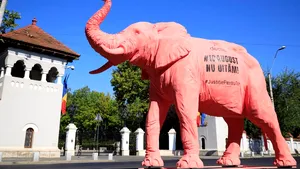 Un elefant roz, dus la instituţiile responsabile pentru tergiversarea anchetei „10 august” de un ONG