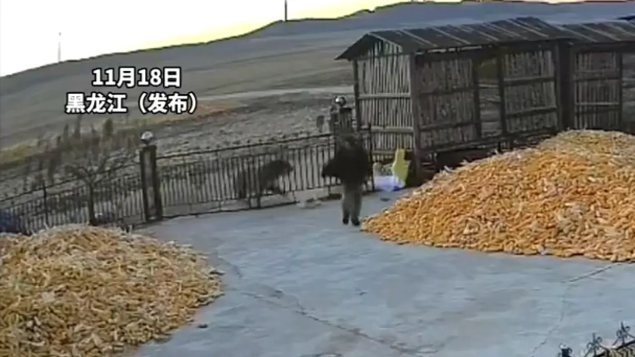 Un fermier chinez, atacat de un tigru siberian. Animalul reuşeşte să dărâme poarta de metal