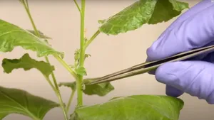 Un electrod ar putea ajuta la salvarea culturilor agricole. Ce au descoperit cercetătorii